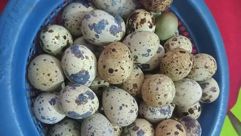 কোয়েল পাখির ডিম