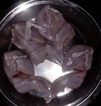 koel pakhi