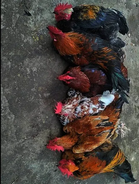 দেশী মুরগি