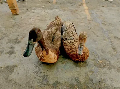 দেশি হাঁস