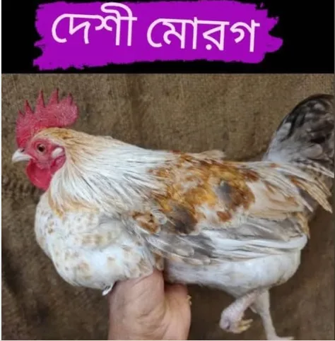 দেশি মোরগ