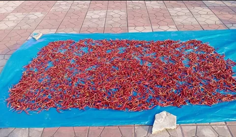 অরজিনাল মরিচ গুড়া