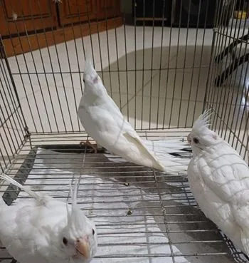 অ্যালবেনু ককাটেল বেবি