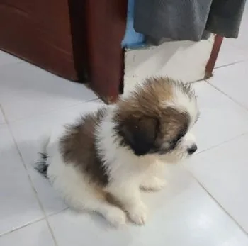 Sizzu dog For Sell