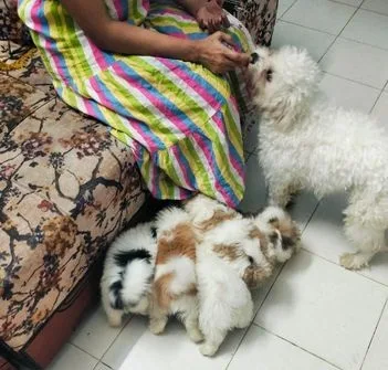 Shitzu Dog Puppy
