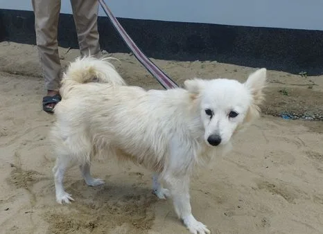 Japenese Spitz Dog
