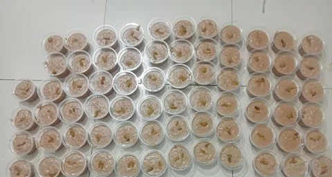 গুড়ের পায়েস