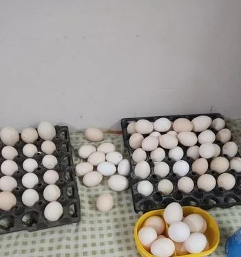 দেশি মুরগির ডিম