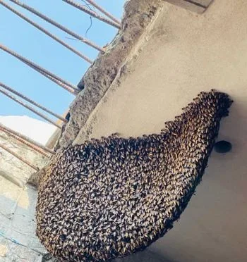 ১০০% খাঁটি মধু