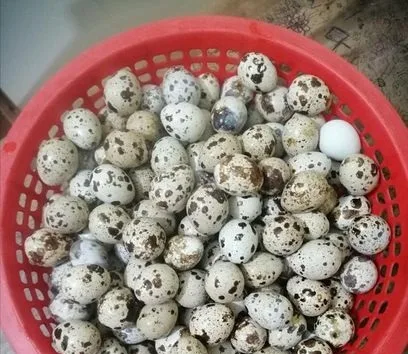 কোয়েল পাখির ডিম