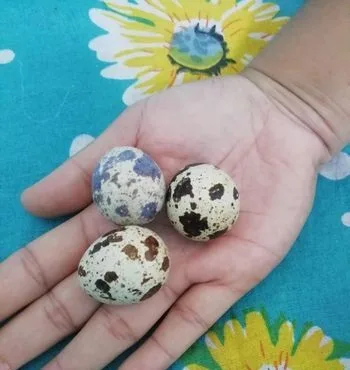 কোয়েল পাখির ডিম