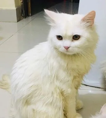 Adult female/kitten kom price ay dibow.