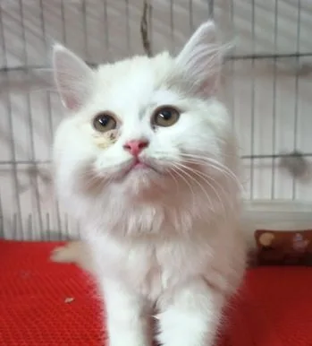 Parsian Male Female Kitten