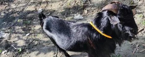 উন্নত জাতের পাঠা