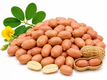 Peanuts (চিনাবাদাম)
