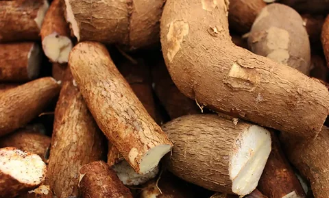 Cassava ( গাছ আলু/ ঠেঙ্গা আলু )