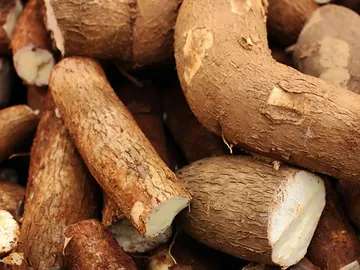 Cassava ( গাছ আলু/ ঠেঙ্গা আলু )