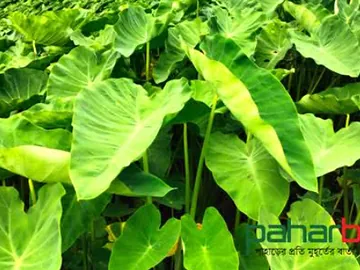 Water Taro / Kochu