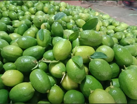 🌿 চায়না থ্রি সিডলেস লেবু — প্রতিদিনের খাবারে বাড়তি স্বাদ ও সতেজতা! 🍋