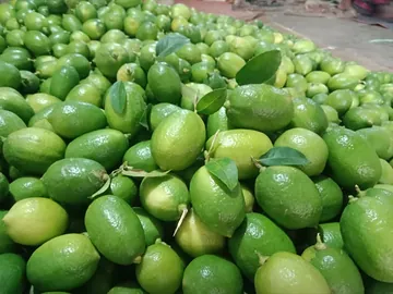 🌿 চায়না থ্রি সিডলেস লেবু — প্রতিদিনের খাবারে বাড়তি স্বাদ ও সতেজতা! 🍋