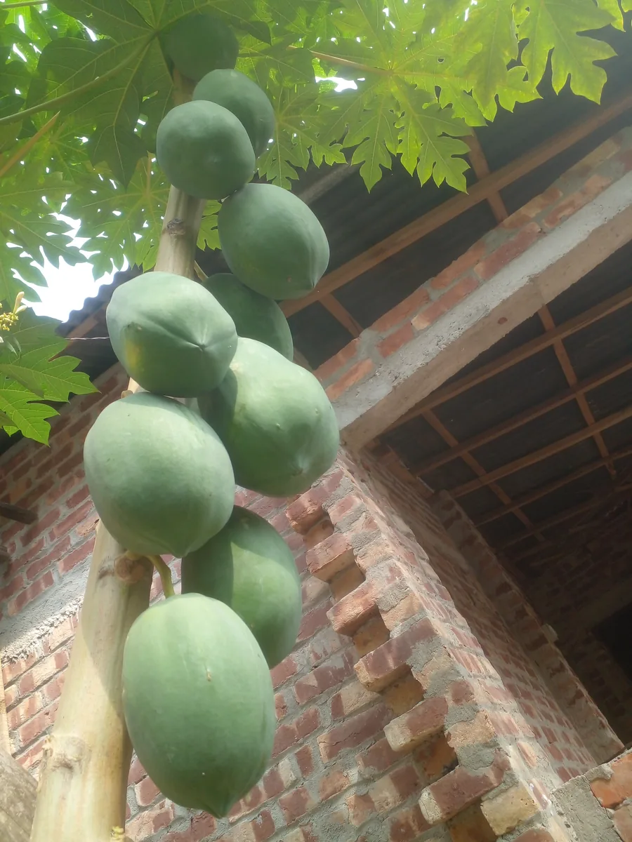 কাঁচা পেপে