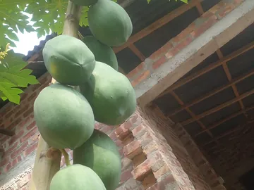 কাঁচা পেপে