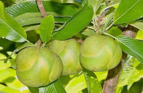 চাল্তা বিকরি