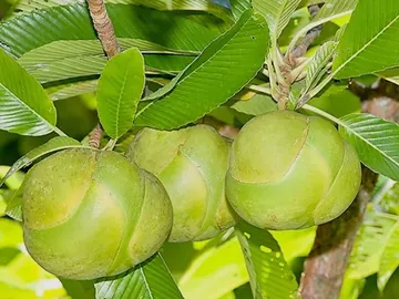 চাল্তা  বিকরি