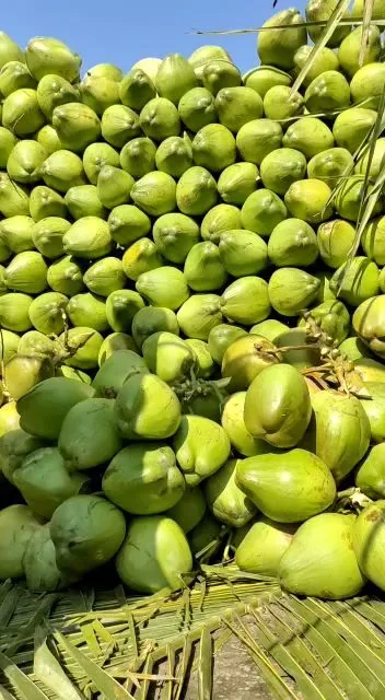 ডাব ! ১০০% প্রাকৃতিক ও ফ্রেশ ডাব! 🥥