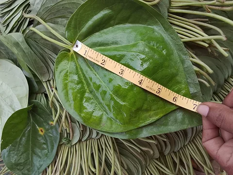Betel Leaf (pan pata)_ পান পাতা