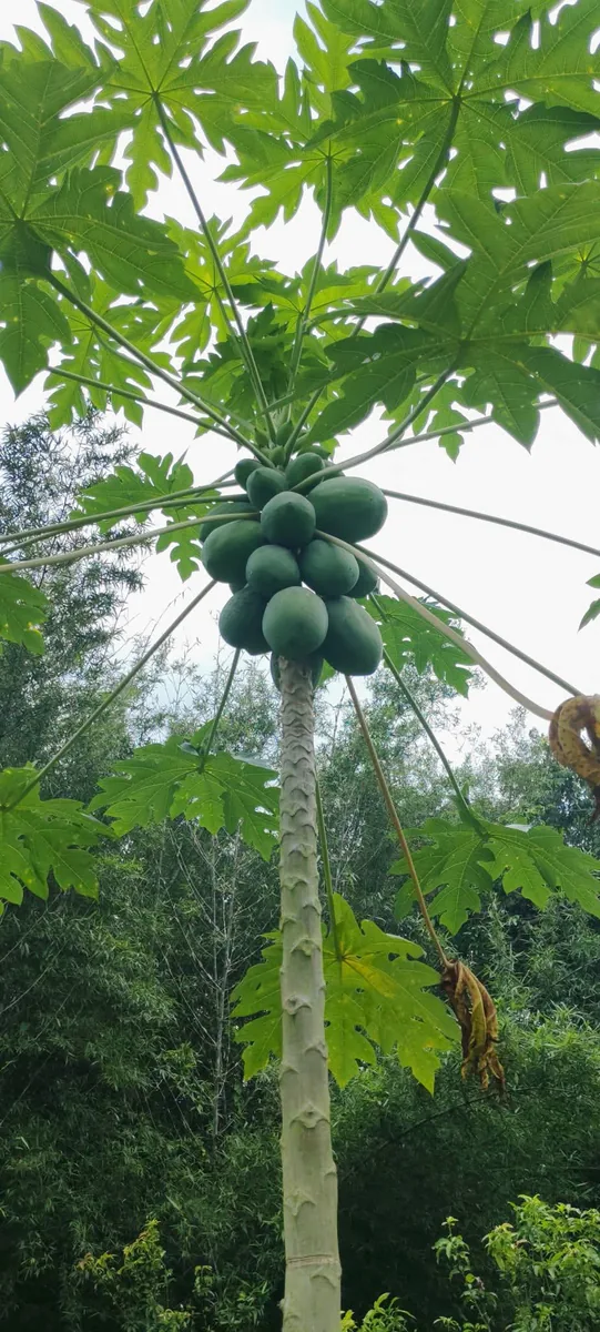 তাজা পাকা ও কাঁচা পেঁপে বিক্রি হবে সুলভ দামে