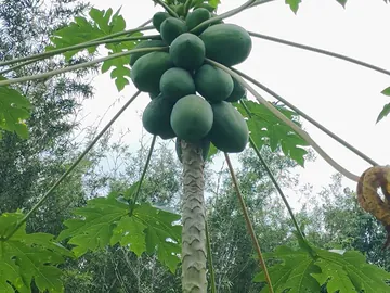তাজা পাকা ও কাঁচা পেঁপে বিক্রি হবে সুলভ দামে