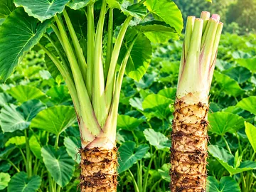 🌿 শিরোনাম: দেশি কচুমুখী—প্রকৃতির উপহার, বাঙালির ঐতিহ্য! 🌱