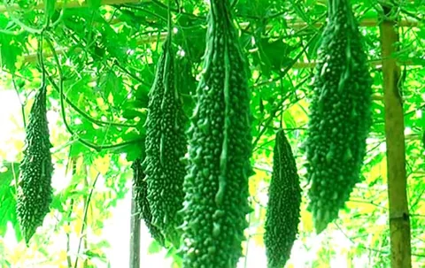*লাল তীর করলা