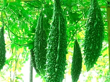 *লাল তীর করলা