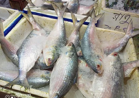 White Pomfret, Hilsa fish