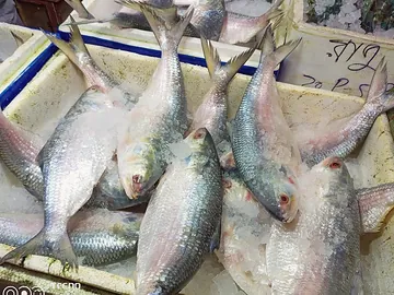 White Pomfret, Hilsa fish