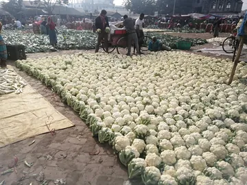দেশি ফুলকপি