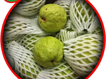 সরাসরি বাগান থেকে সংগৃহীত তাজা আনারস ও পেয়ারা