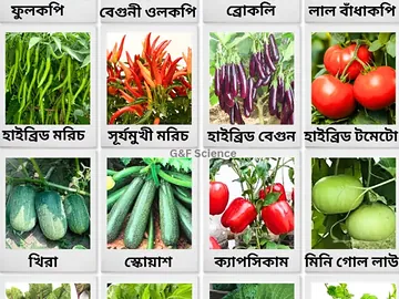 শাক, সবজী