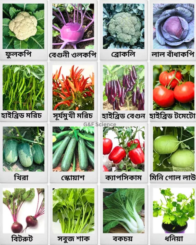 শাক, সবজী