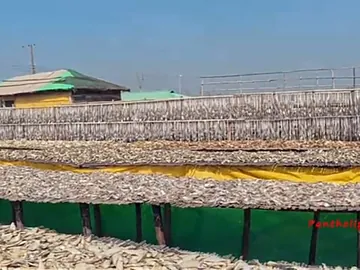 🐟 চট্টগ্রামের ঐতিহ্যবাহী দেশি শুঁটকি  🌶️🔥