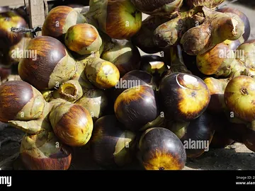 Palm fruit