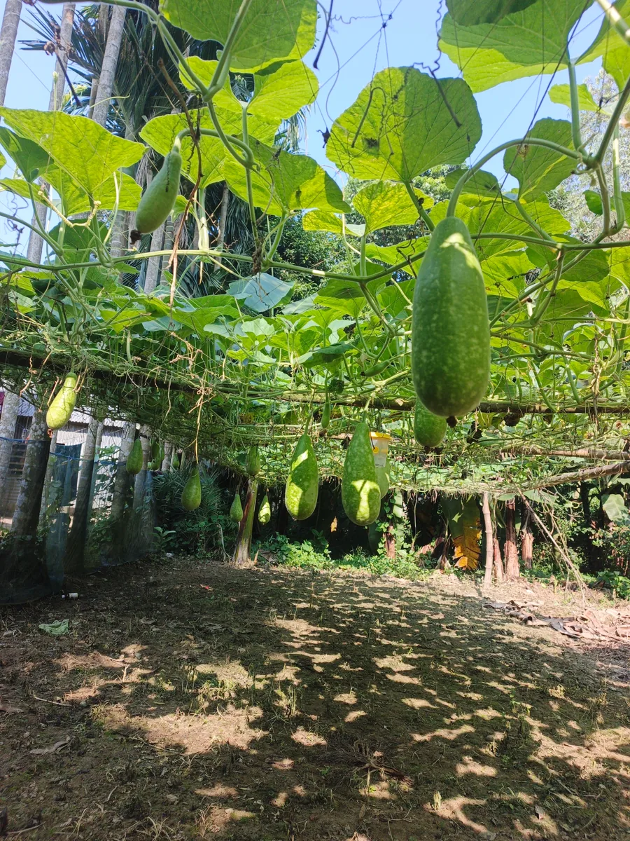 সিরাজগঞ্জের তরতাজা টাটকা লাউ