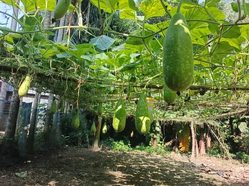 সিরাজগঞ্জের তরতাজা টাটকা লাউ
