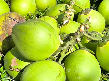 বড় সাইজের ডাব