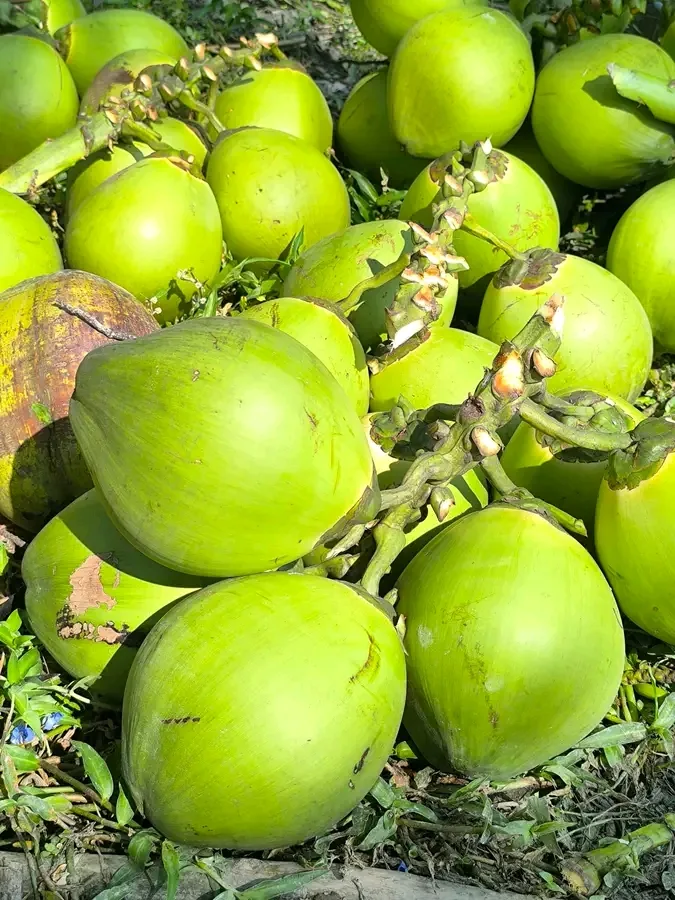 বড় সাইজের ডাব