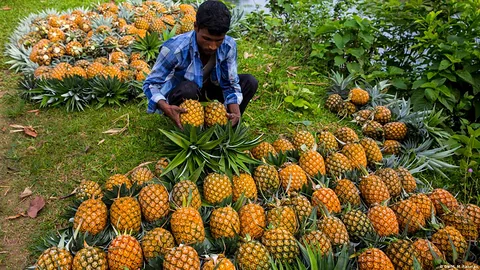 পাহাড়ি মিষ্টি আনারস (Sweet pineapple)