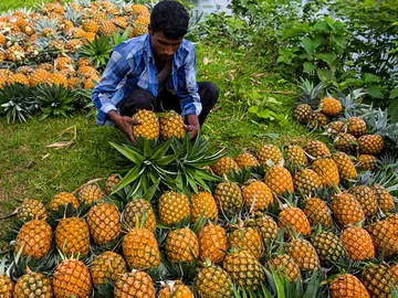 পাহাড়ি মিষ্টি আনারস (Sweet pineapple)