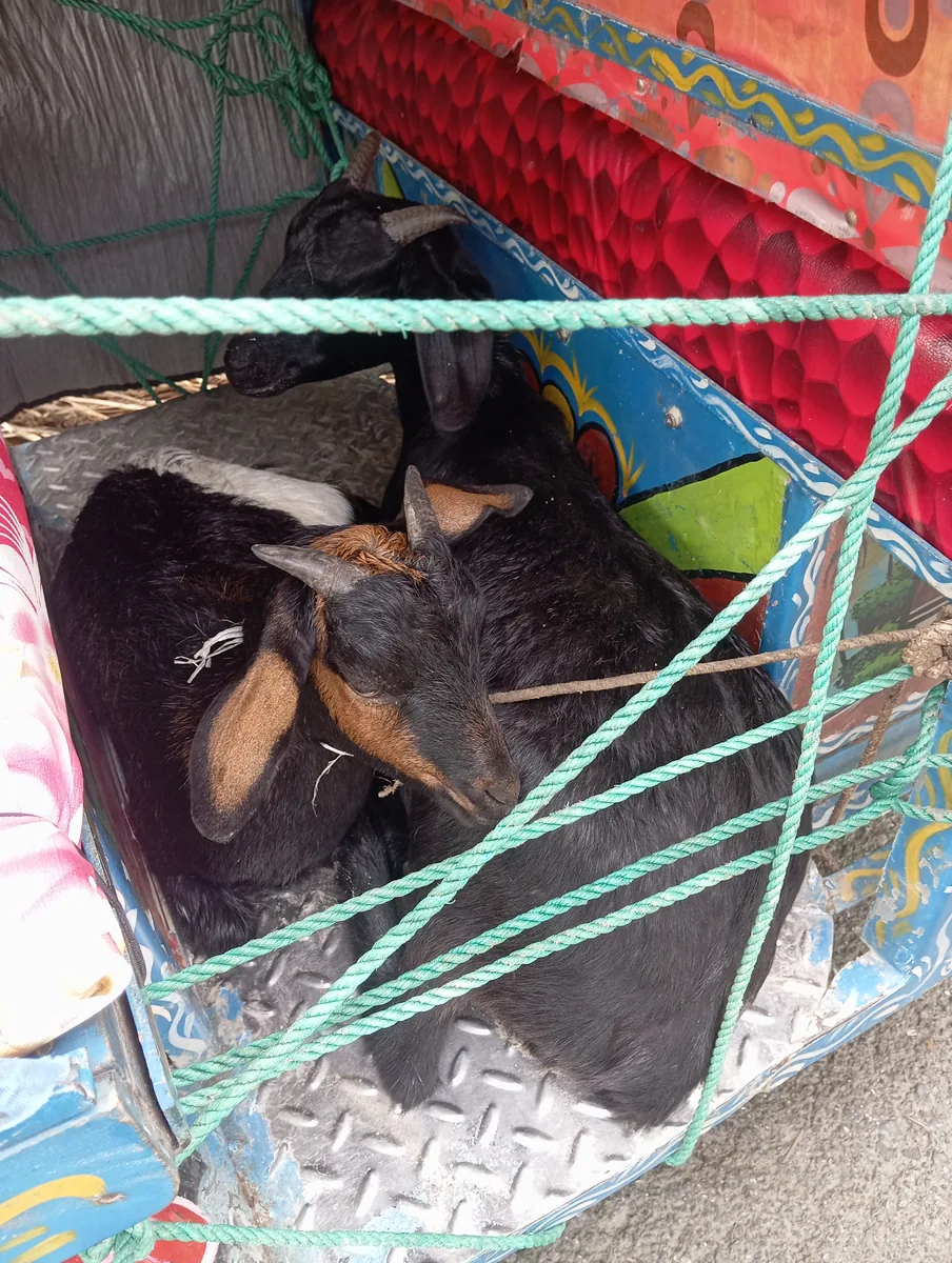 দেশি ব্লাক বেঙ্গল ছাগল